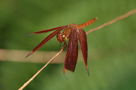 neurothemis, dragonfly, insect, stem, nature, outside, close-up