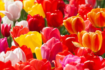 Tulip, flor de primavera, flor, flor, floración, amarillo, rojo