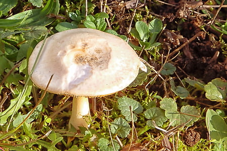 mushroom, meadow, grass, nature, autumn, mushrooms on meadow, fungus