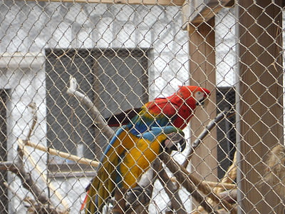 parrot, parrot in cage, birds