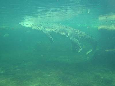 aplainando crocodilo, jacaré debaixo d'água, animais selvagens, réptil, selvagem vida Austrália