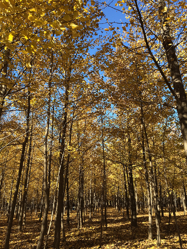 foresta di ginkgo, foglie gialle, autunno
