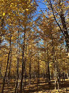 bosque de Ginkgo, hojas amarillas, otoño