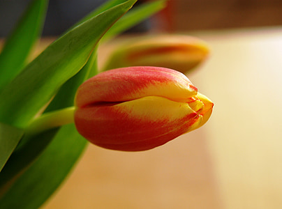 Tulip, цвітіння, цвітіння, червоний, жовтий, закрити, квітка