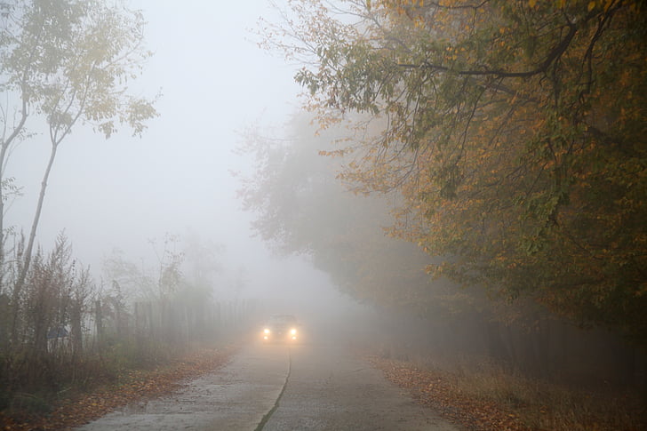 fog, autumn, car, mist, foggy, forest, nature