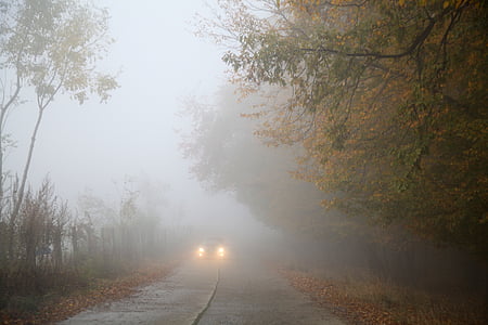 dimma, hösten, bil, dimma, dimmigt, skogen, naturen