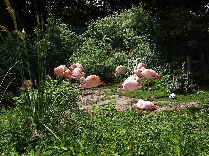flamingami, zwierzęta, ogród zoologiczny, Natura, ptak, dzikich zwierząt, Flamingo