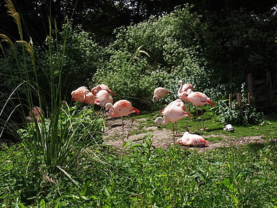 flamingoes, animals, zoo, nature, bird, wildlife, flamingo