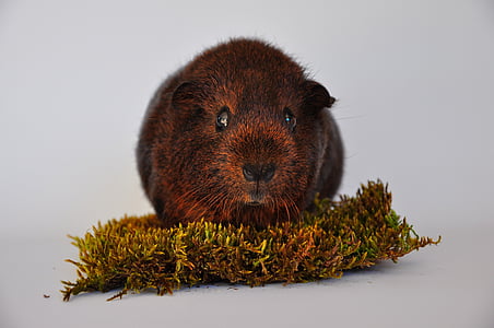 guinea pig, smooth hair, gold agouti, young animal, small animals, pet, rodent