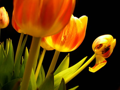tulipes, fleurs, flétrie, noir, rouge