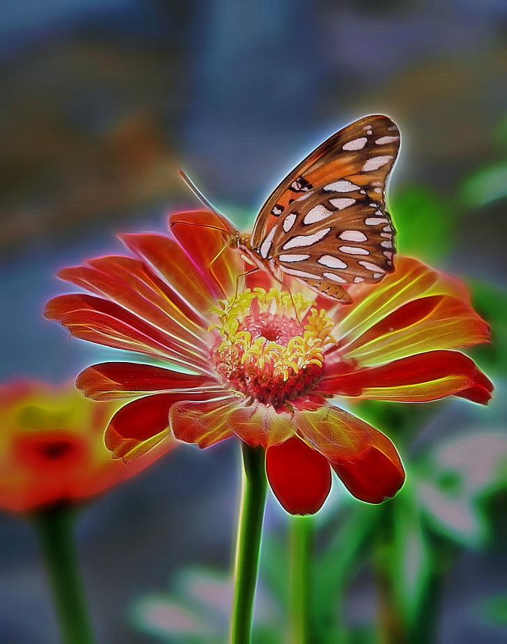 vlinder, zinnia, kleurrijke, natuur, insect, fauna, bloem