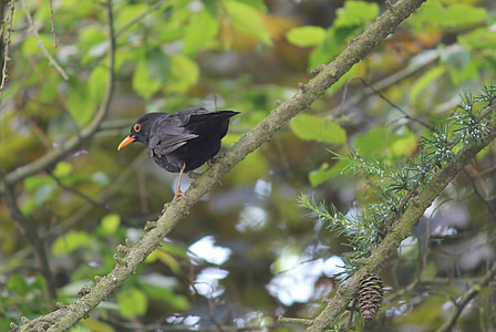 Blackbird, ptica pevka, ptica, narave, perje, Bill, drevo