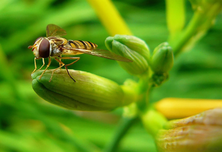 avispa de suspender, Hoverfly, insectos, macro de insectos, naturaleza, macro, volar