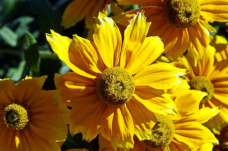 Dahlia, blomst, gul, kronblade, plante, havebrug, sommer