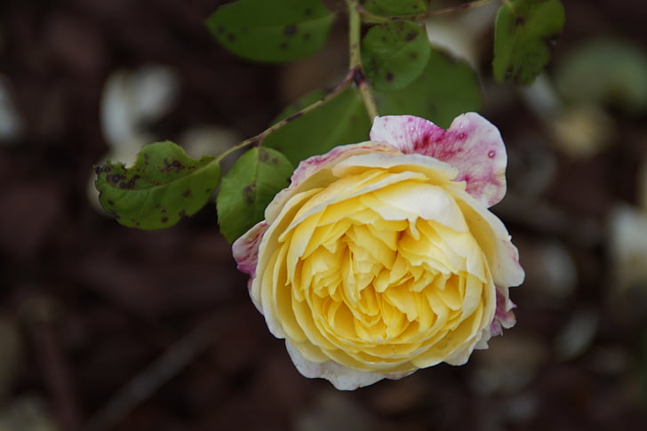rose, flower, yellow, blossom, bloom, close, nature