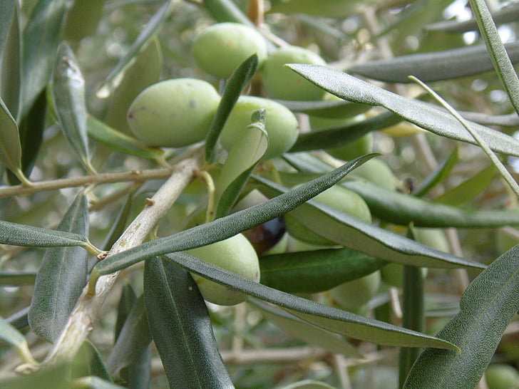 l'olivera, fulles, oval, plantes, oliva, fulla, branques