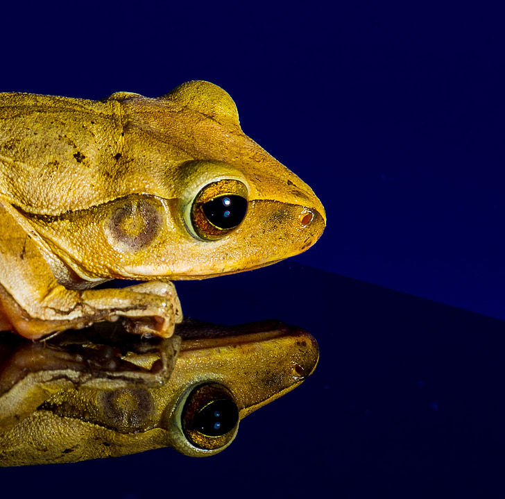 frog, toad, golden eyes, head, reflection, mirroring