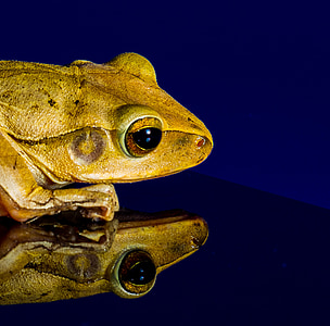 frog, toad, golden eyes, head, reflection, mirroring