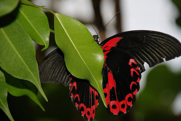sommerfugl, Scarlet schwalbenschwanz, Papilio rumanzovia, svalehale sommerfugle, Papilionidae, Papilio, sort primer