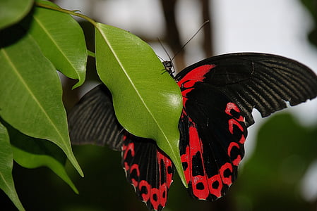 Motyl, Scarlet schwalbenschwanz, Papilio rumanzovia, motyle swallowtail, paziowatych, Papilio, podkład czarny