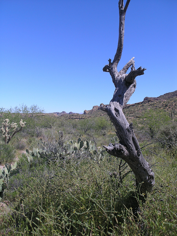 Arizona, deserto, albero