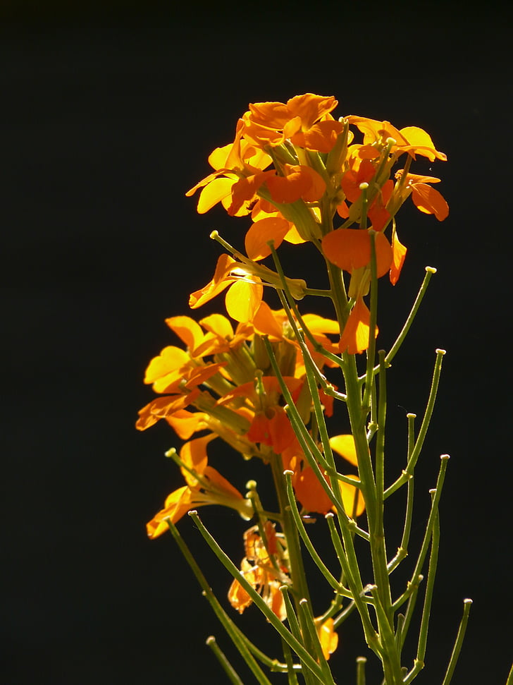 Zlatý lak, okrasná rostlina, žlutá oranžová, zlatý, květ, květ, Bloom