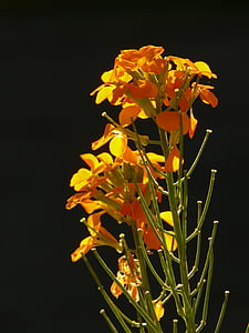 zlato lak, okrasnih rastlin, rumeno oranžna, zlati, cvet, cvet, cvet