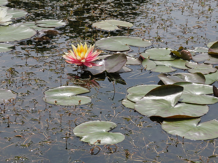 water, waterlily, lily, flower, lake, calm, summer