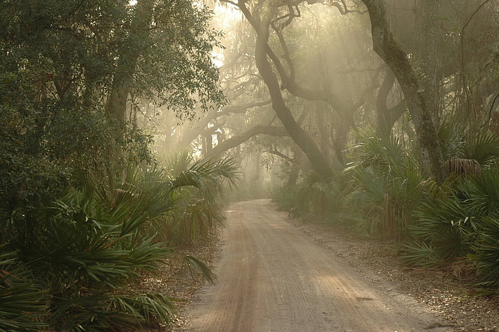 bosque, Ruta de acceso, hay niebla, Cumberland island national seashore, Georgia, Estados Unidos, árboles