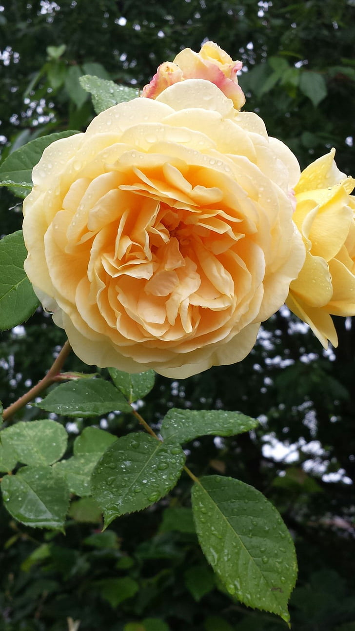 kaksinkertainen nauha rose, keltainen ruusu, Blossom, kukat, Flora