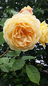 διπλό σούφρα τριαντάφυλλου, Κίτρινο τριαντάφυλλο, άνθος, λουλούδια, χλωρίδα