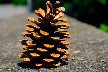 pine cones, pine, tree, tap, close, conifer, macro