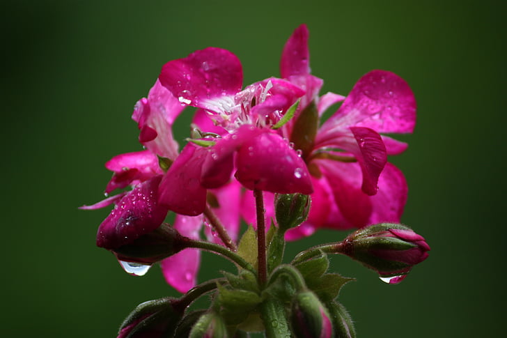 flor, de la gota, Color, rosa, verde, lluvia, rosa