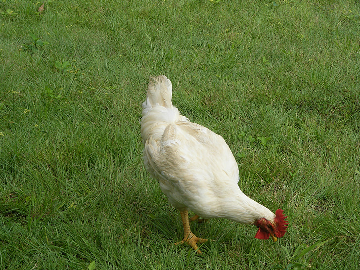 rooster, mature male chickens, cockerel, white, green, grass, beak