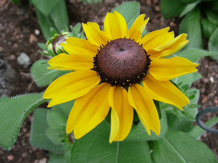 coneflower, kukka, keltainen, auringonkukka, kesällä, Luonto, kasvi