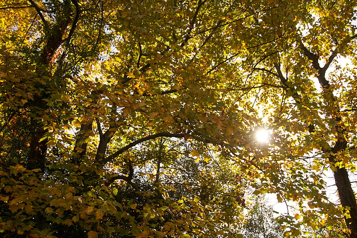 træer, efterår, solen, grene, blade
