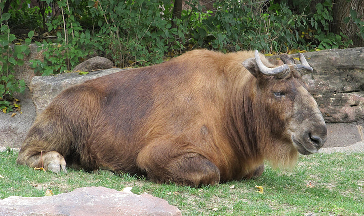 GNU, Wildebeest, antilope, ungulati, selvaggio, natura, animale