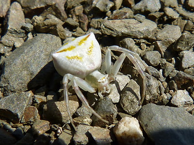 misumena vatia, Spider crab, arachnid, Priorat