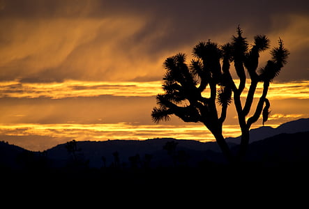 arbres de Joshua, coucher de soleil, paysage, silhouettes, désert, nature, Sky