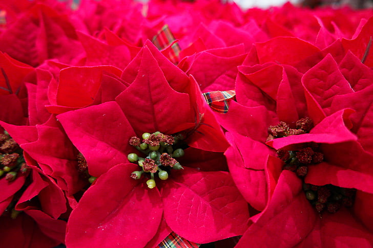 poinsettia, Harmony, kwiaty, czerwony kwiat, Boże Narodzenie, czerwony