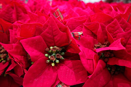 Vánoční hvězda, harmonie, květiny, červený květ, Vánoční, červená