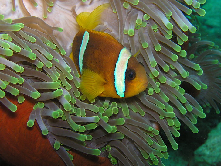 clown fish, diving, eritrea, red sea, nemo, clownfish anemone, fish