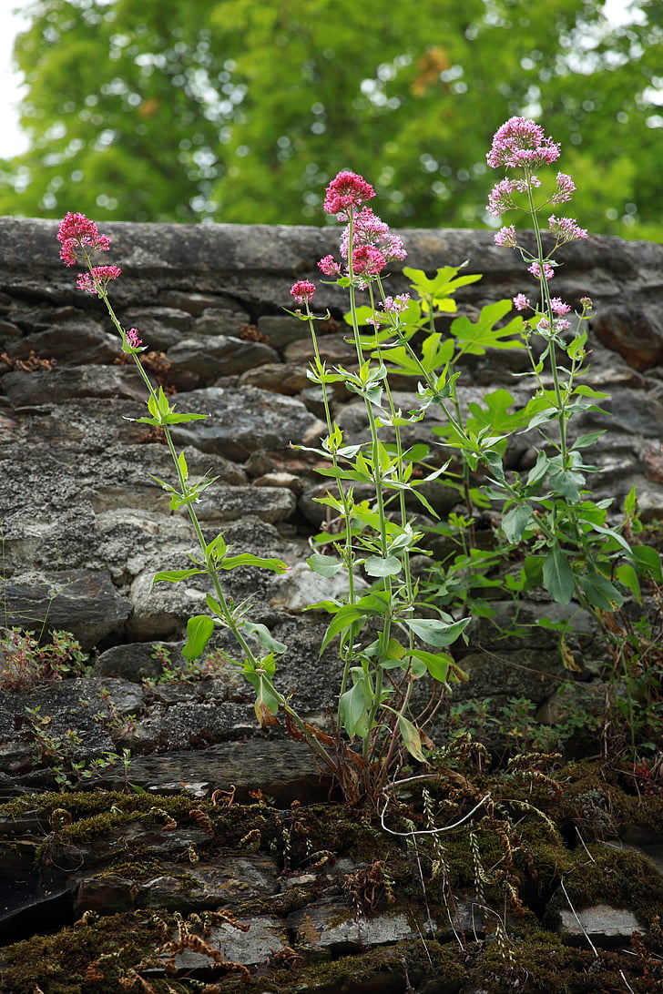 Centranthus, centrante rojo, planta, flores, naturaleza, pared, rosa