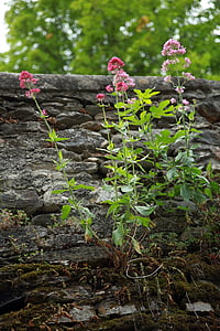 centranthus, Kırmızı centrante, bitki, çiçekler, doğa, duvar, pembe
