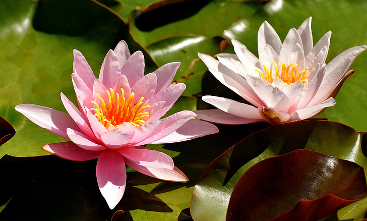 water lilies, pink, white, summer, pond plant, aquatic plant, pink water lily