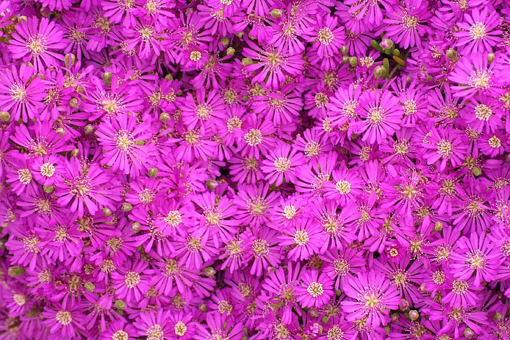 fiore, natura, rosa, primavera