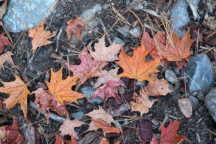 ősz, őszi levelek, fióktelep, világos, szín, nyári időszámítás, környezet