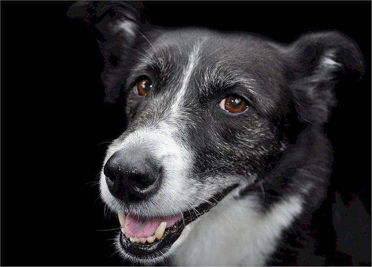 dog, mixed breed, canine, black, white, head, portrait