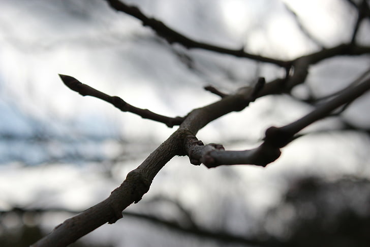 tree, nature, garden