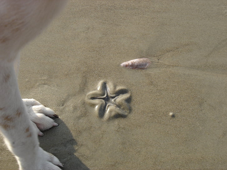 plajă, mare, Goa, câine, stea de mare, nisip, animale